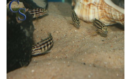 Julidochromis marlieri